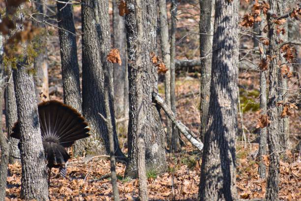 behind of turkey showing its fan of feathers in the woods